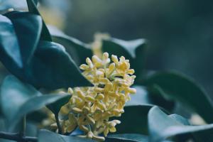 Precautions for osmanthus planting