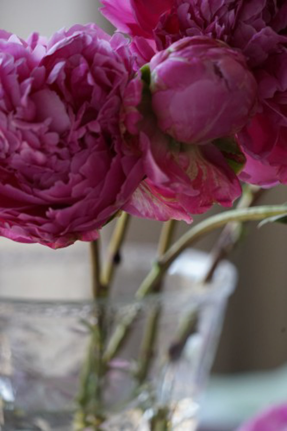 Chinese herbaceous peony