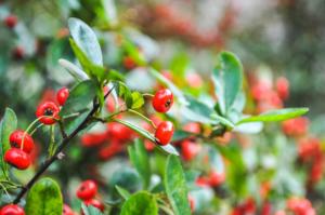 The difference between clown Pyracantha and Pyracantha