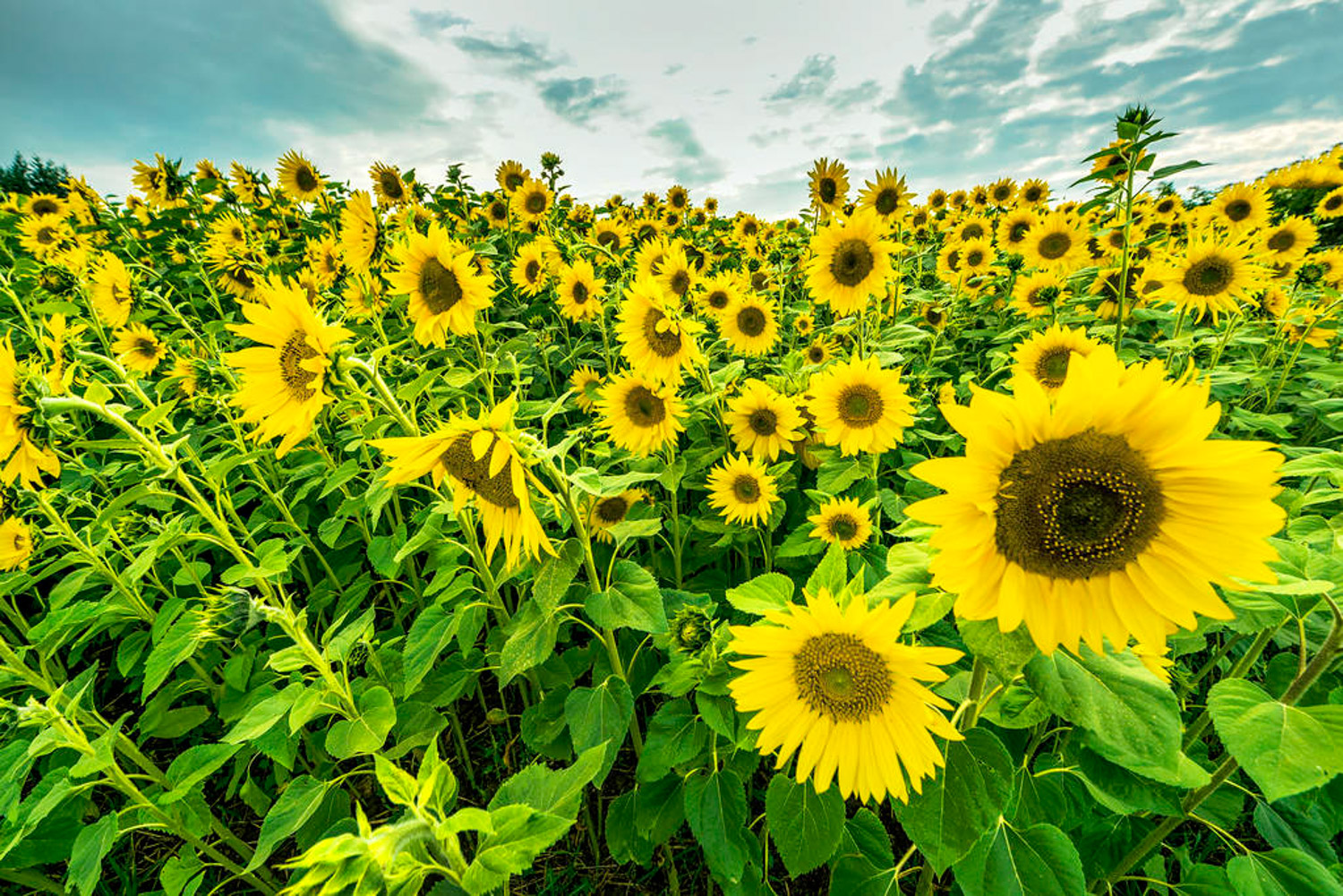 Sunflower