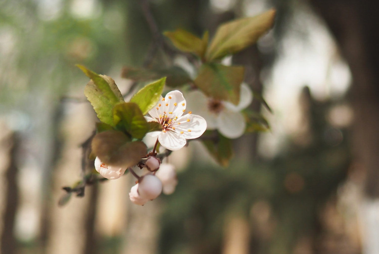 cherry plum