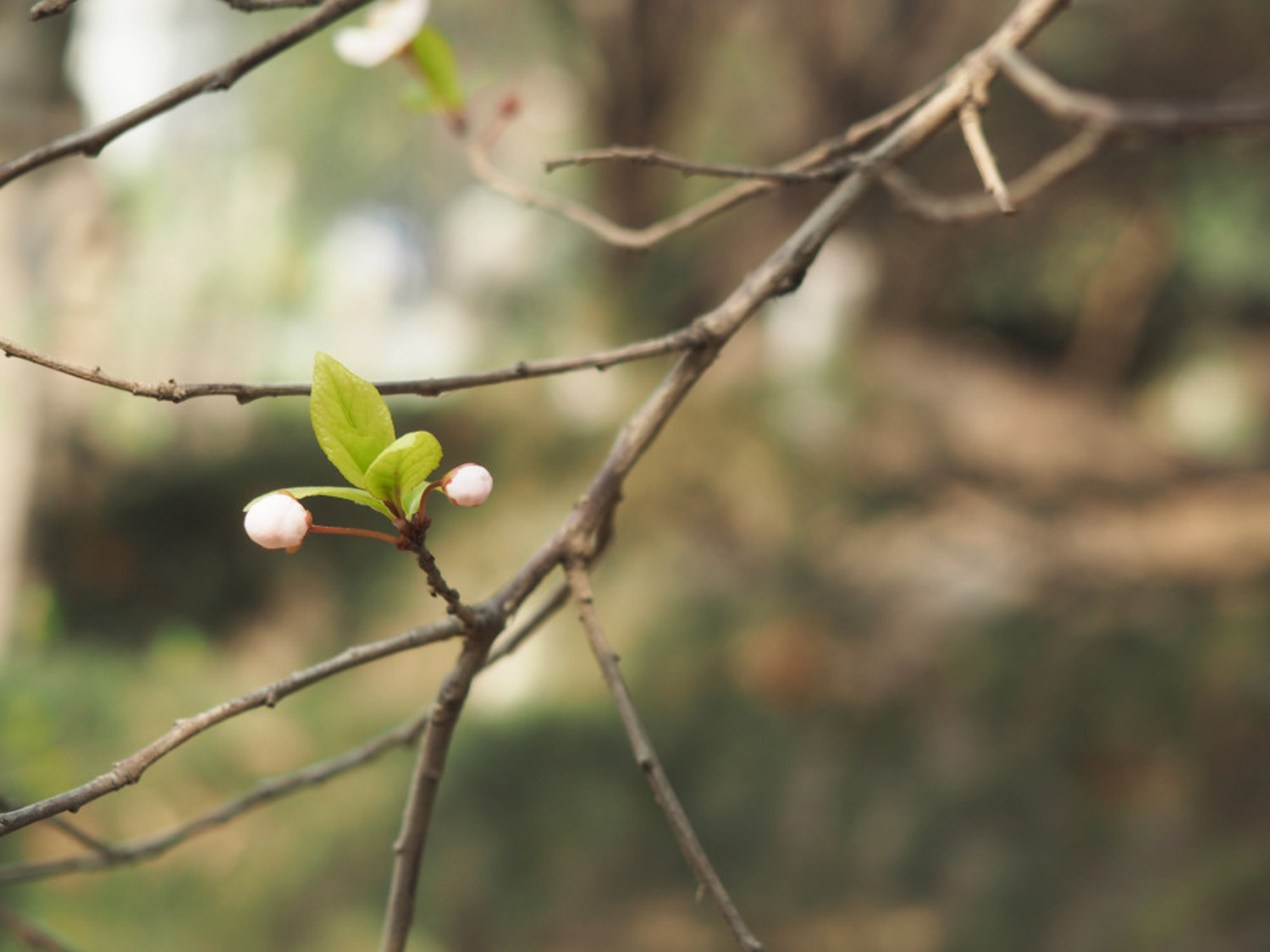 cherry plum