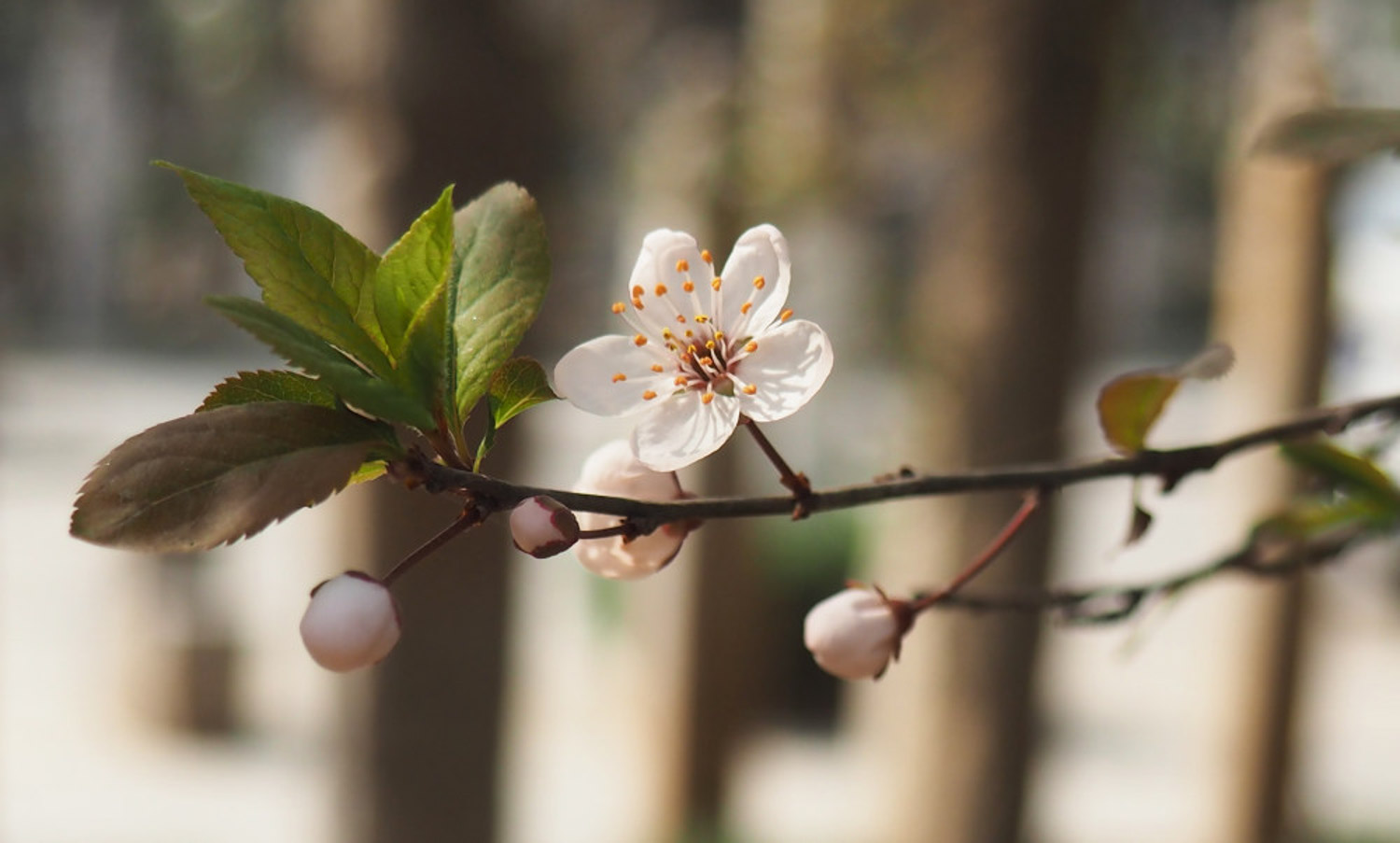 cherry plum