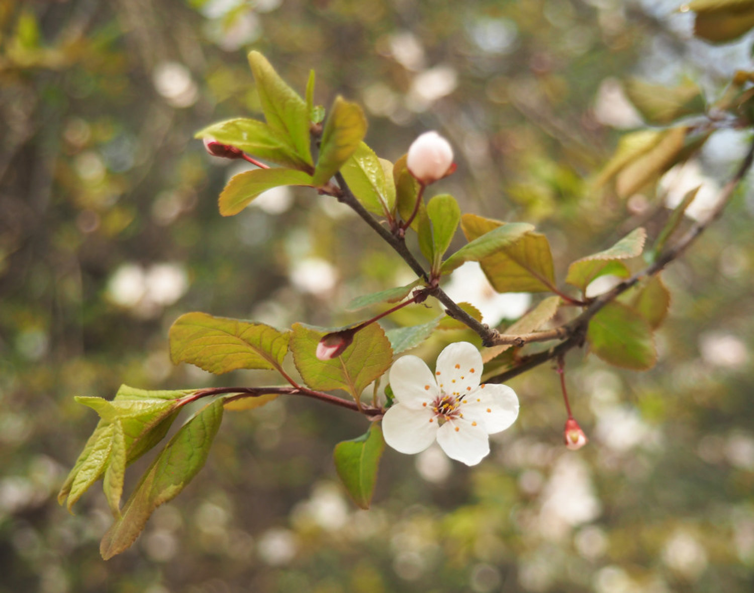 cherry plum