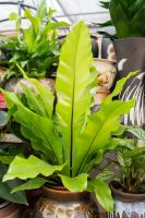 Breeding methods and precautions of bird's Nest Fern