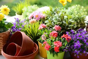 Green roses climb all over the wall, longevity explodes all over the basin, and Chlorophytum becomes a waterfall