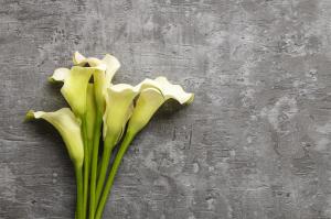 When does Calla flower