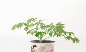 How to raise potted peonies