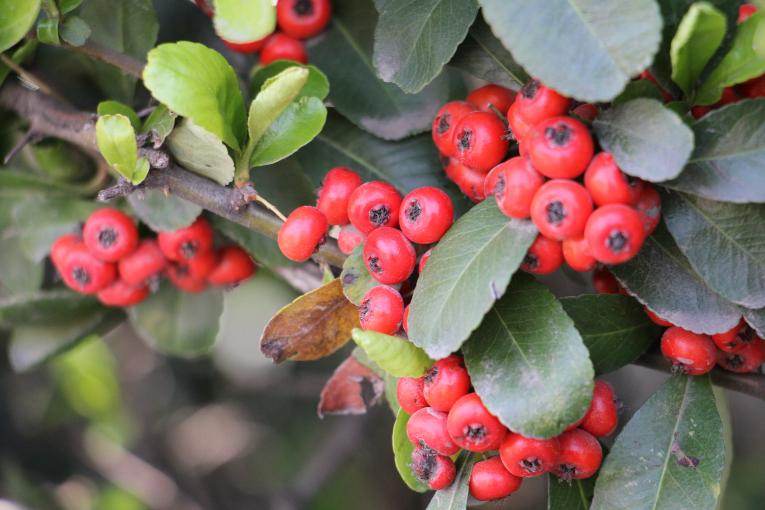 pyracantha