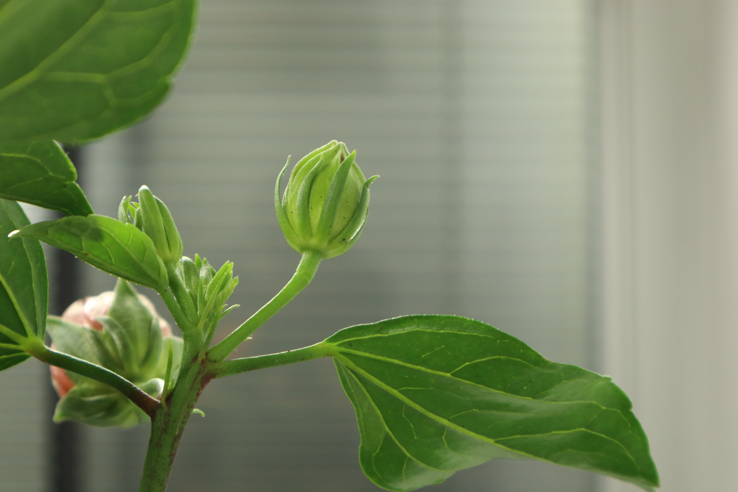 Hibiscus rosa sinensis