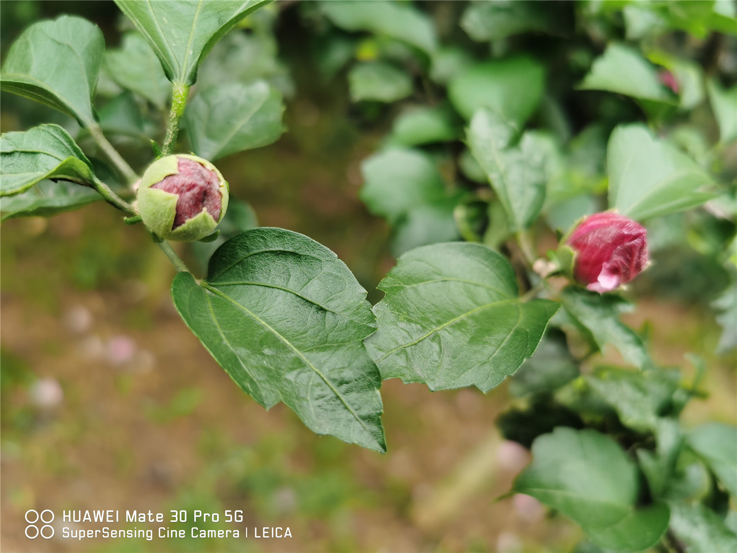 hibiscus