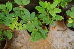 Common varieties of Mimosa