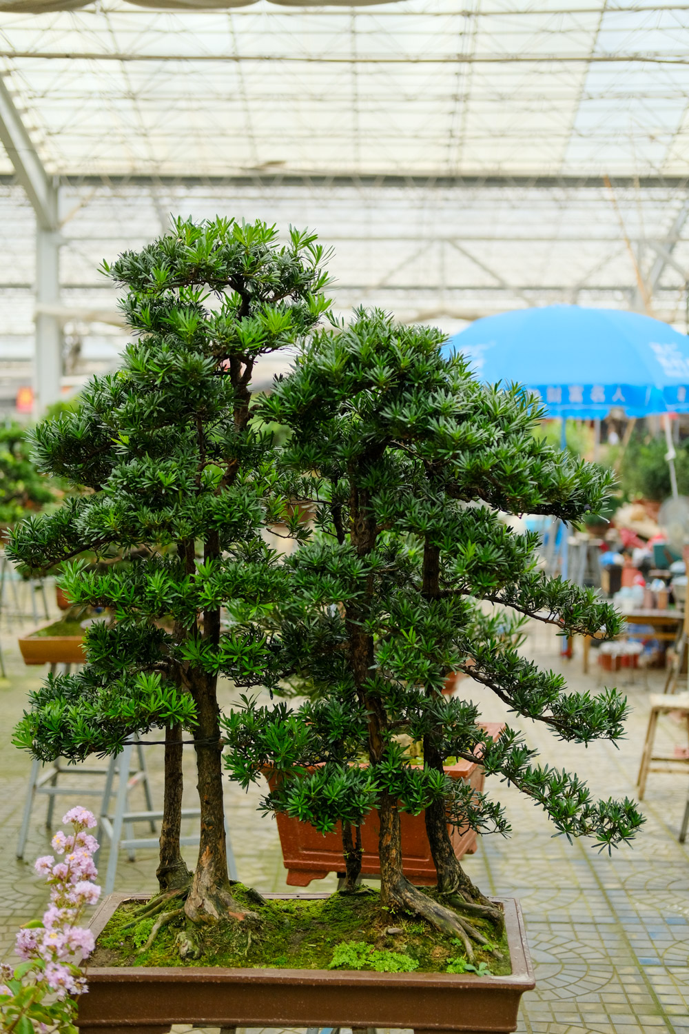 Podocarpus