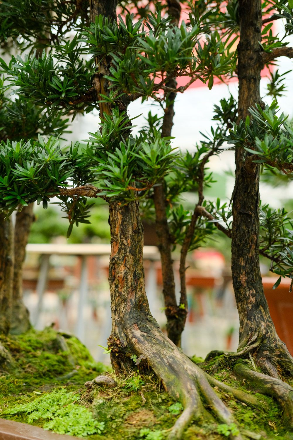 Podocarpus