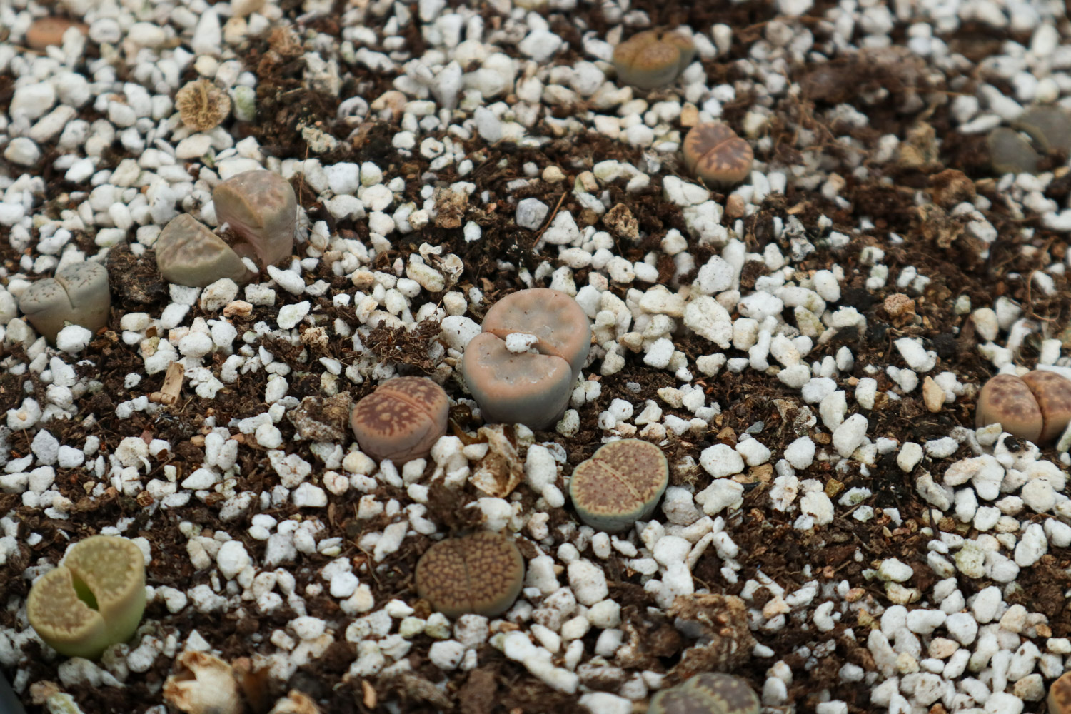 Lithops