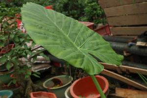 What kind of soil is good for potted dripping Guanyin