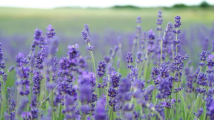 all-about-lavender-722x406.jpg
