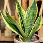 snake plant