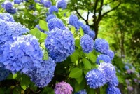 hydrangea