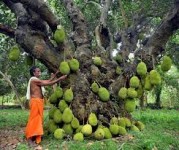 jackfruit